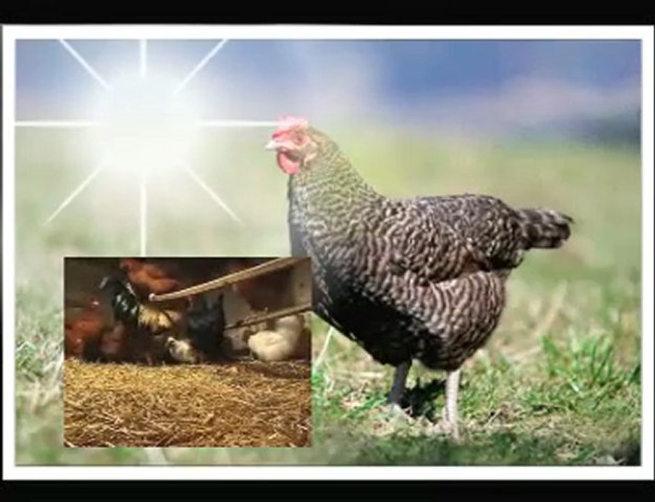 Republika- piejo kury , piejo