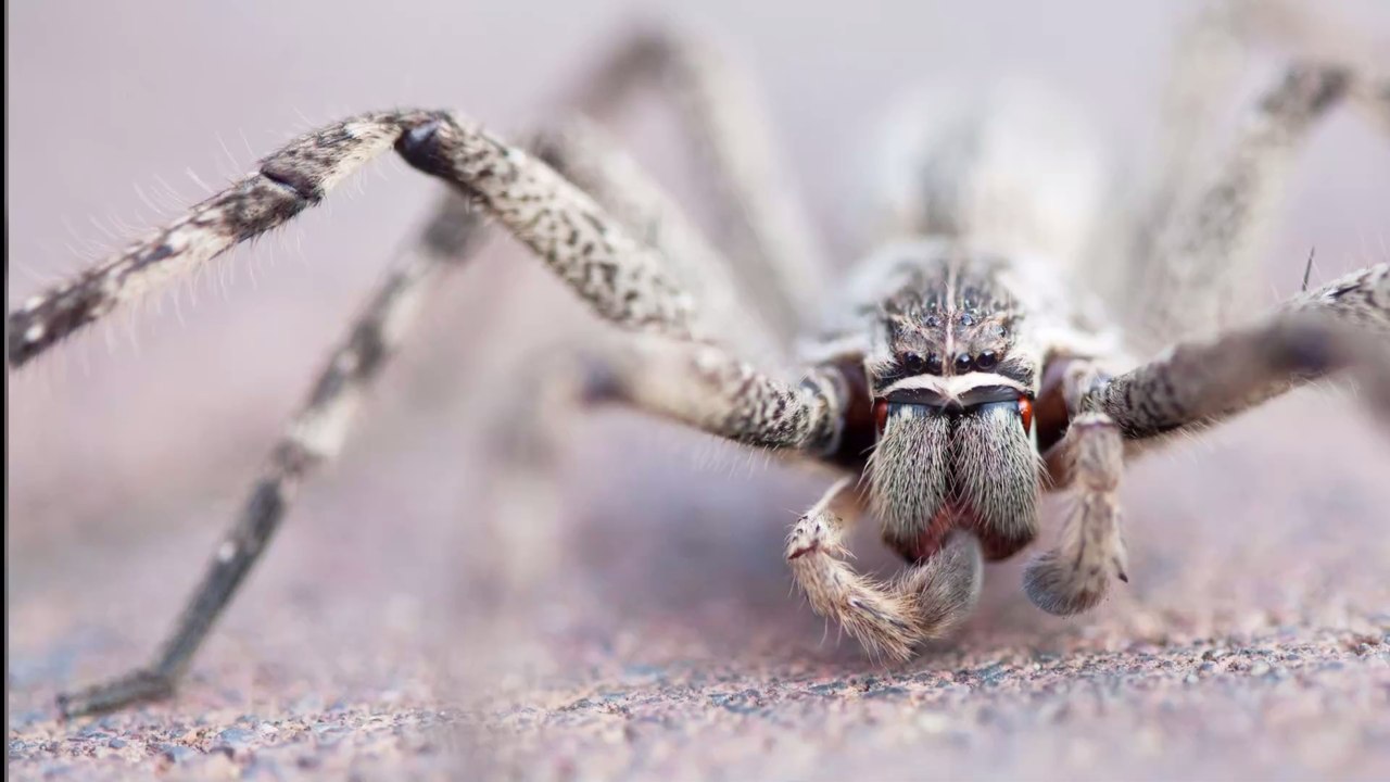 Insolite : elle découvre une énorme araignée avec 200 bébés dans le jouet de son enfant
