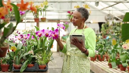 LIDL vend de magnifiques orchidées à prix cassés