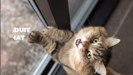 Chat, pourquoi il nous suit dans les toilettes ?