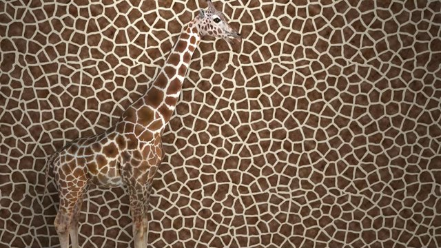 Illusion d'optique : combien d'animaux voyez-vous sur cette image ?