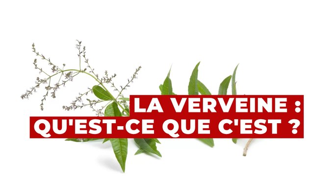 Verveine : découvrez tous les bienfaits de cette plante sur notre corps !