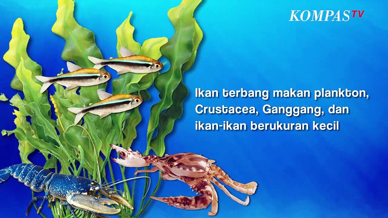 Mengenal Ikan Torani, Hewan Laut yang Bisa Terbang