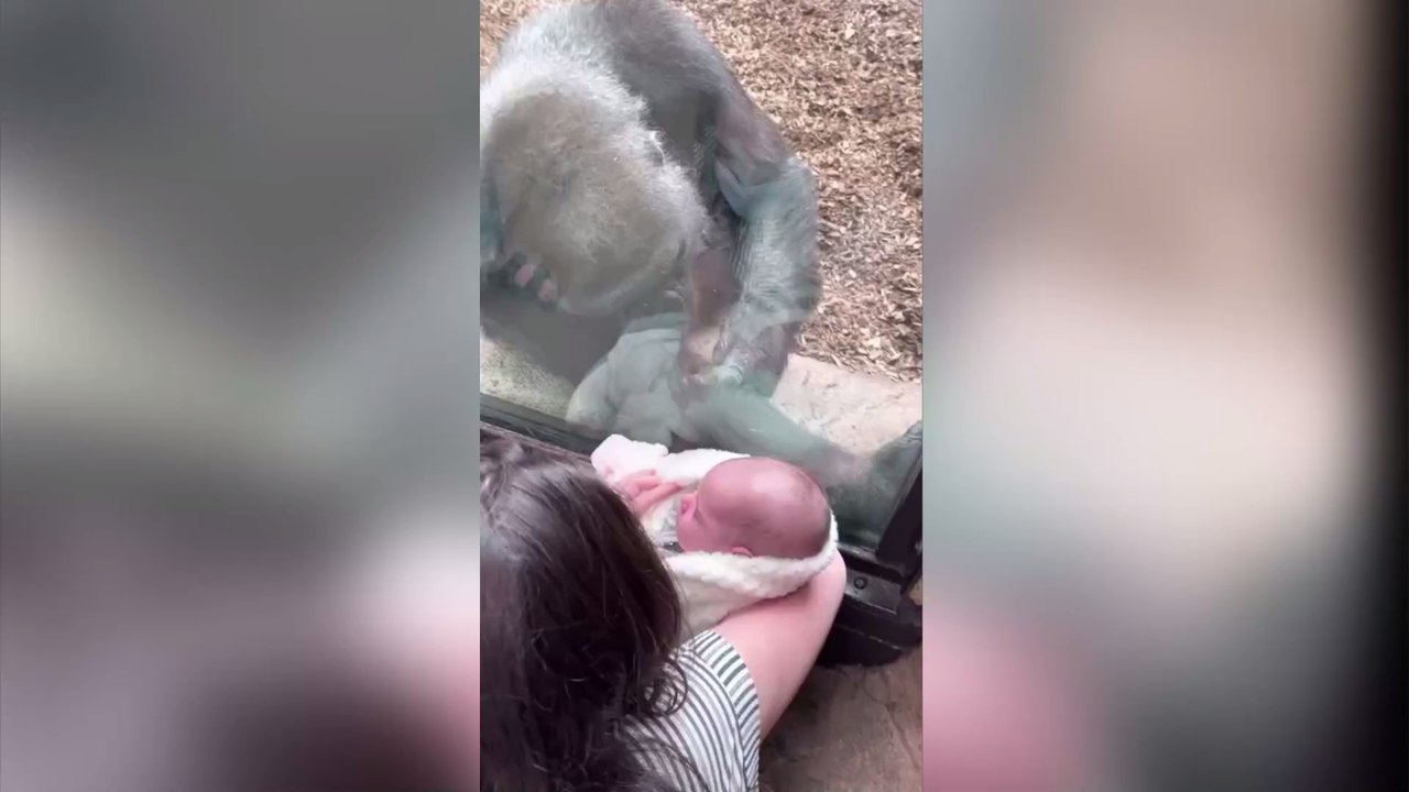Insolite : cette jeune maman montre son bébé à un gorille, sa réaction est inattendue