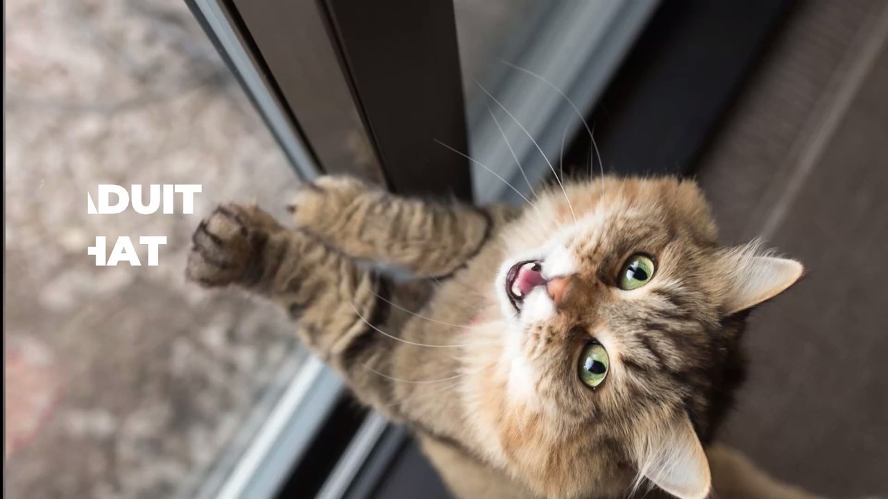 Chat : ces 6 erreurs que les maîtres font avec leur animal selon les vétérinaires
