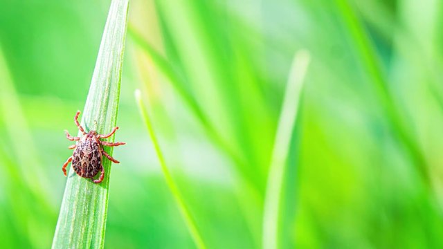 Maladie de Lyme : Michel Cymes donne ses conseils pour éviter les piqûres de tiques