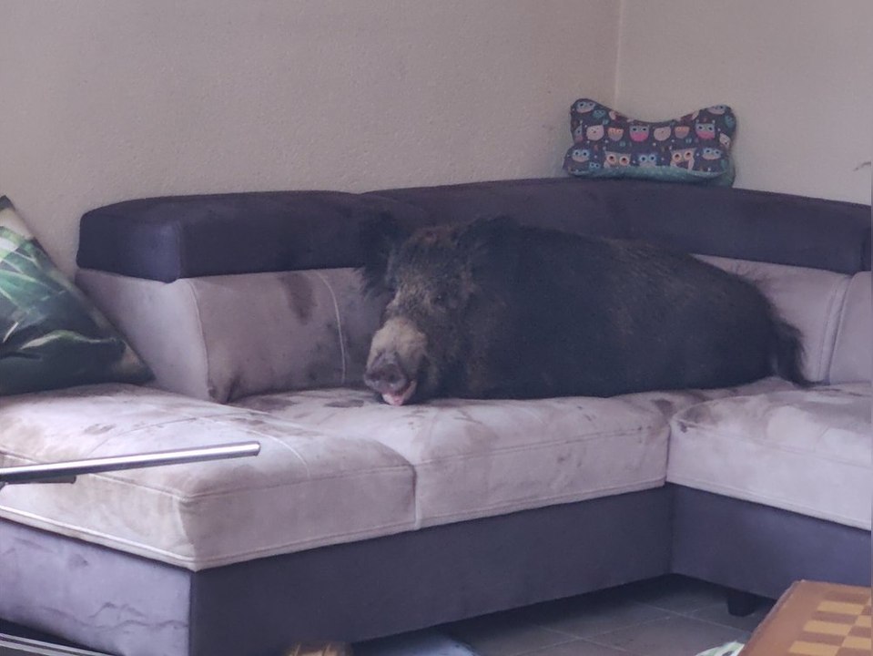 Saumäßiger Einbruch: Wildschwein macht es sich auf Sofa gemütlich