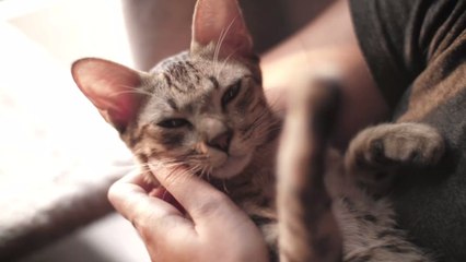 Pourquoi les chats n'aiment pas les portes fermées ?