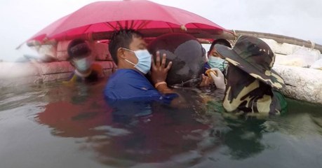 Download Video: Thai Officials Made A Horrifying Discovery In This Whale's Stomach