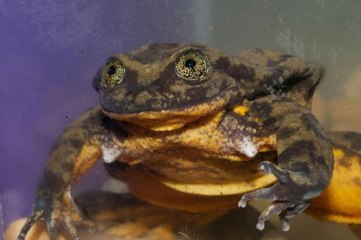 Romeo, The World's Last Sehuencas Water Frog Is Single And Ready To Mingle