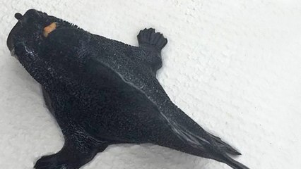 Mysterious Fish With ‘Legs’ Discovered In New Zealand