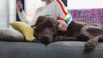 Insolite : elle sauve ses chiens des griffes d'un ours à main nues (VIDÉO)