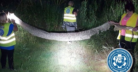 Giant Escaped Python Leaves City Dwellers Living In Fear