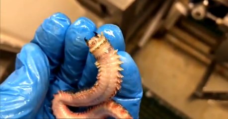 He Found Something Seriously Bizarre Deep In The Sea