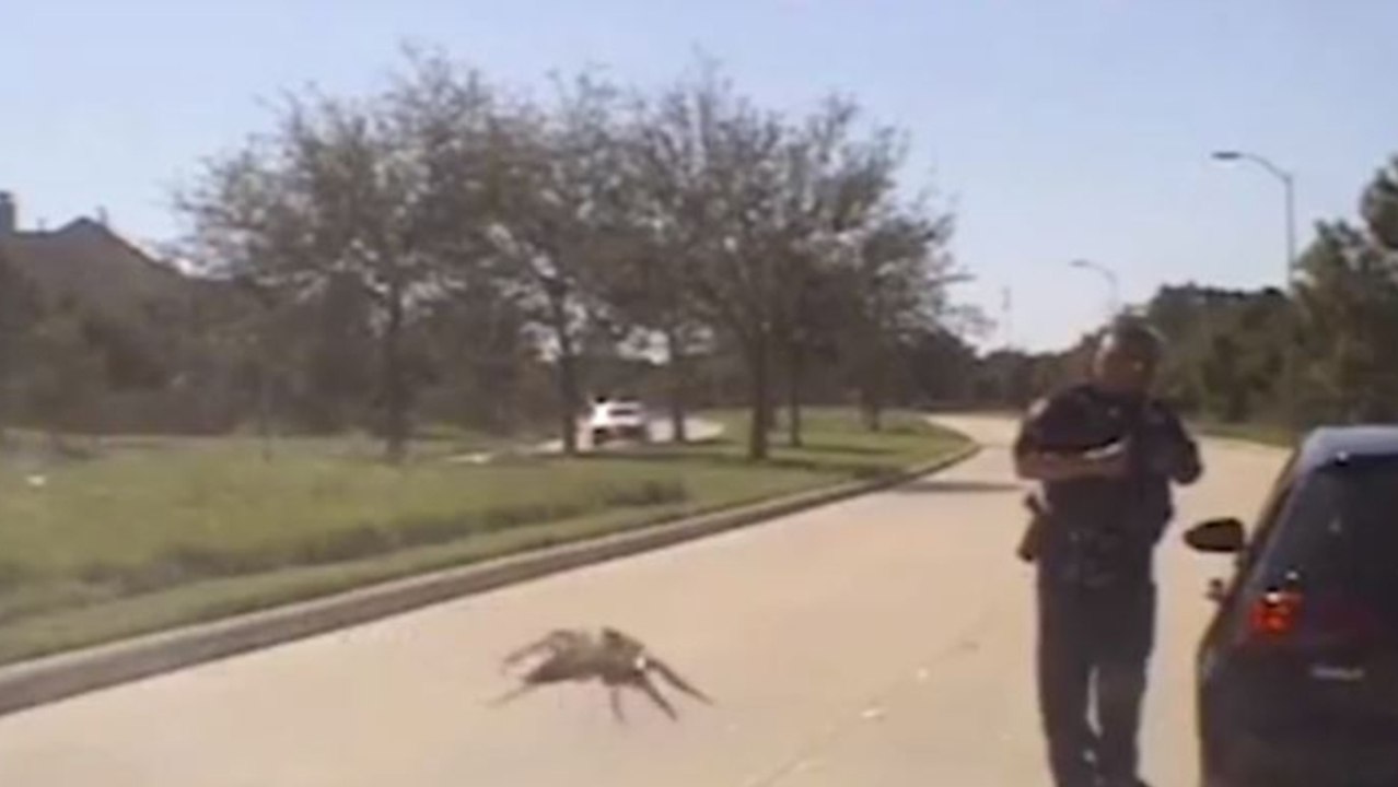 This Clip Of An Enormous Spider Sneaking Up On A Cop Has Left Everyone Confused