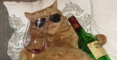 People Are Now Getting Drunk With Their Cats