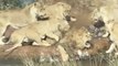 This Is The Shocking Moment Six Lionesses Turned On A Lion In Vicious Safari Park Attack