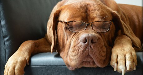 Here's Why Your Dog Is Probably Not As Smart As You Think