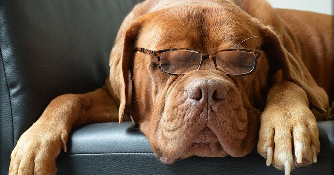 Here's Why Your Dog Is Probably Not As Smart As You Think