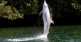 The Amazing Story Of Billie, The Dolphin Who Taught Her Peers How To Moonwalk