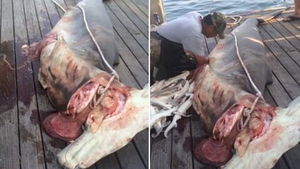 He Opened Up This Shark's Belly And Couldn't Believe What He Found Inside