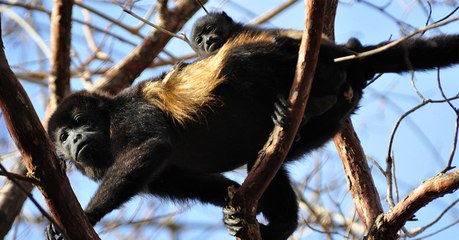 These Costa Rican Monkeys Are Changing Colour... And It's All Our Fault