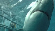This Footage Of A 'Satanic' Shark Is Terrorising The Internet