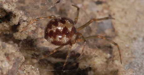 Something Strange Is Happening To Spiders In The City...