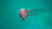 This Jellyfish Could Be The Longest Animal On Earth