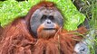 Orangutans Have This Fascinating Behaviour In Common With Humans