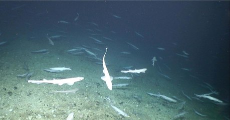 Scientists Have Made An Amazing Discovery Off The Coast Of Ireland