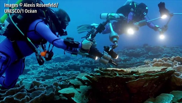 Un grand récif de corail sain découvert au large de Tahiti