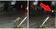 This Dog Seems to Be Paralysed in the Street but No One Will Help Him