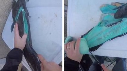 He Caught A Fish But When He Cut It Open He Discovered Something Bizarre