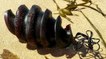 They Found This Bizarre Object On The Beach - But They Couldn't Believe What It Really Was...