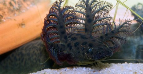 A Strange Salamander With ‘Christmas Trees’ On Its Head Has Been Captured In Florida