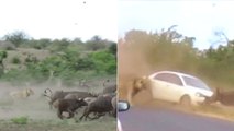 Car Full Of Tourists Caught Up In Vicious Clash Between Lions And Buffaloes