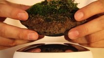 A Magical Floating Bonsai Tree Could Be In Your Home