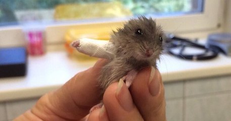 This Little Critter Has The Smallest Plaster Cast In The World