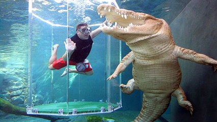 Download Video: This Australian Attraction Gives You The Chance To Swim With Crocodiles