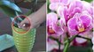 This Tip Will Help You Grow The Most Beautiful Orchids
