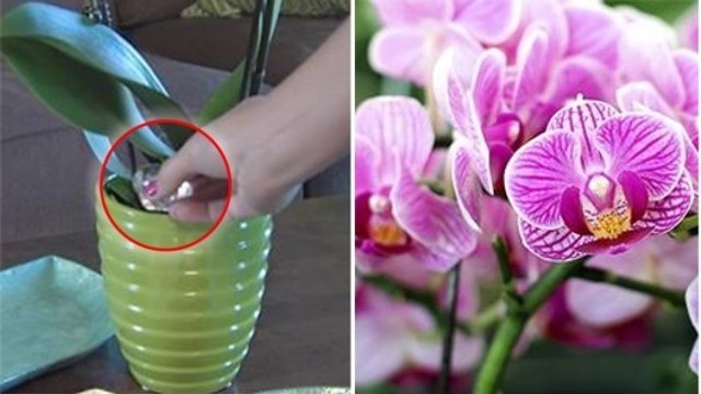 This Tip Will Help You Grow The Most Beautiful Orchids