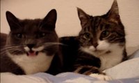 These Two Cats Having A Very Serious Conversation Will Make Your Day