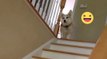 This Little Corgi Has A Very Unusual Way Of Going Down The Stairs