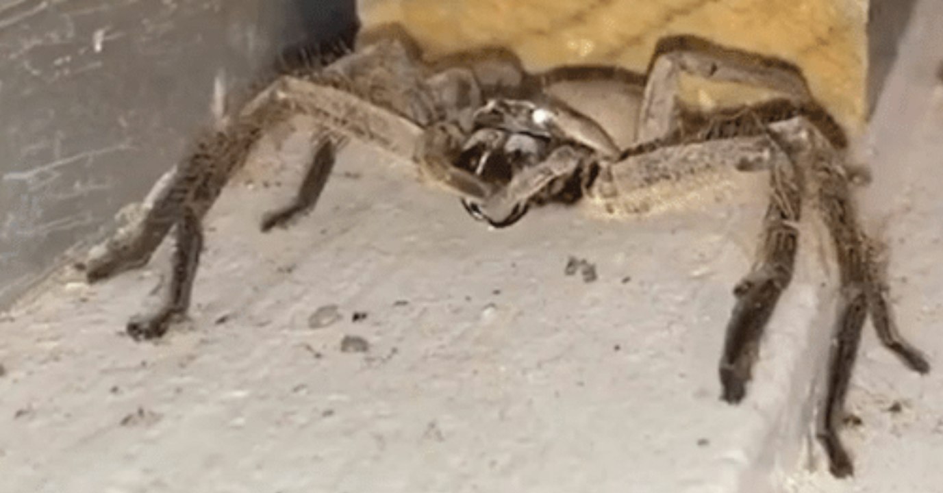 Gigantic Huntsman Spider Cleans Her Fangs And People Can't Decide If It's Amazing Or Horrifying
