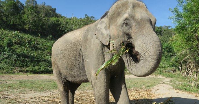 Finally - Peace And Safety For Abused Circus Elephants