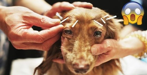 You Can Now Get Acupuncture For Pets - And People Are Outraged