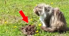 This Adorable Cat Has A Priceless Reaction To This Mole Popping Out Of The Ground
