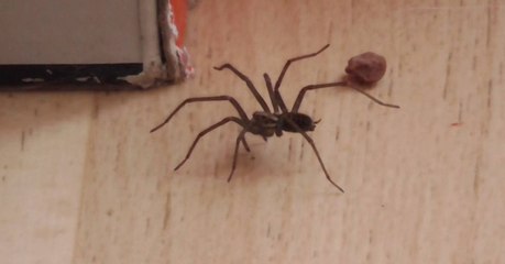 Scare Off Those Annoying House Spiders This Summer With This Plant
