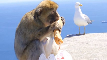 This Tourist Had His Sandwich Stolen By A Monkey In Hilarious Footage